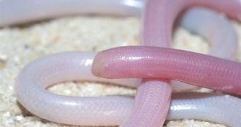 A photo showing a blind snake