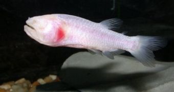 The rediscovered fish species lacks pigments and therefore colors, due to its underground environment