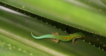 Gecko studies have determined that the size of blood cells is directly related to metabolic rates in animal species, including humans