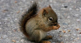 Young woman in New York attacked by squirrel