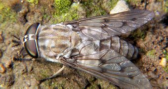 Bloodsucking flies help scientists research endangered species