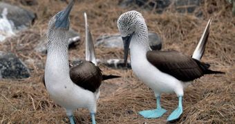 Study finds the Galápagos Islands risk losing their blue-footed boobies