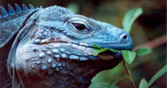 Blue iguanas are making a comeback in the Grand Cayman
