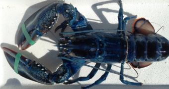 Teenager finds extremely rare blue lobster