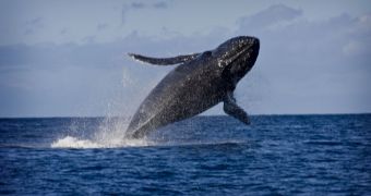 Blue Whale Pirouette Precedes Prey Engorging