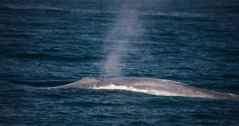 Blue whales exhibit increasingly lower-pitched songs