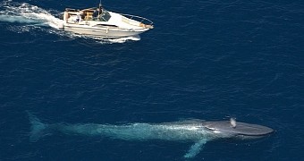 Study finds blue whales in California waters have made a comeback