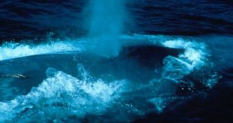 Blue whales can hold up to 100 tons of food in their open mouths