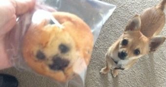Muffin bears striking resemblance to a Chihuahua