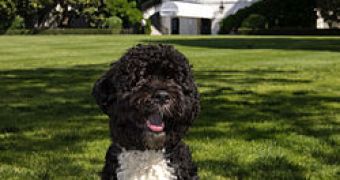 Bo Obama is the official first dog