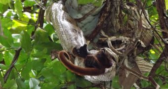 Wildlife researchers snap picture of a boa constrictor eating a howler monkey