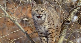 Bobcat attacks and injures a man, his wife and his nephew