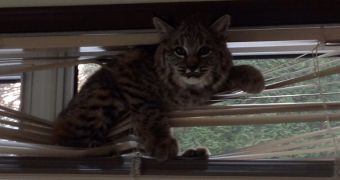 Bobcat is in dire need of help after it becomes tangled in a set of blinds