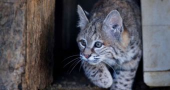 Bobcat is too nice and too cute to be released into the wilderness