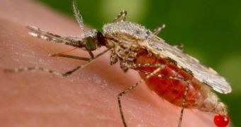 Mosquitoes can transmit very dangerous diseases and microorganisms, such as malaria and the West Nile Virus