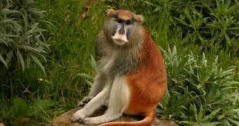 Man responsible for the death of a Patas monkey is sentenced to 7 years in prison