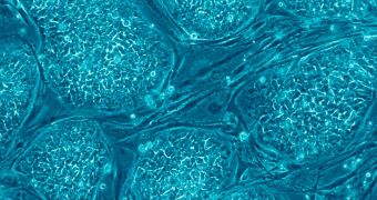 Bone Growth Stimulated with Stem Cells