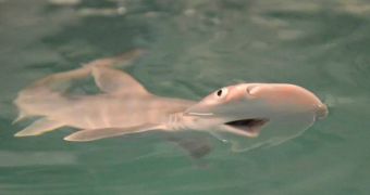 Seven bonnethead sharks were born at North Carolina Aquarium in mid-November