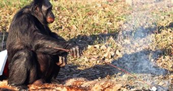 Kanzi is an incredibly intelligent chimpanzee that knows how to light a fire
