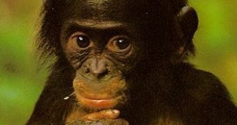 Bonobos Are Cannibals