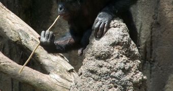 Bonobos can shake their heads to express disapproval