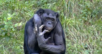 Bonobos tend to share their food with other bonobos