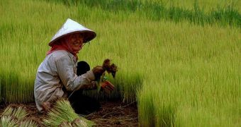 Rice cultivation and harvesting is still done manually in Africa