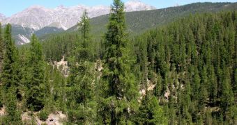 Boreal forests exert a large influence on Earth's atmosphere, which researchers are just beginning to understand