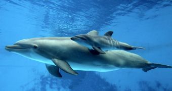 SeaWorld San Diego announces the birth of a bottlenose dolphin calf