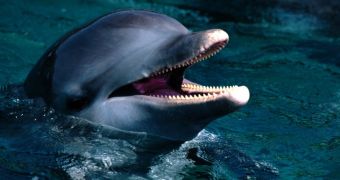 Bottlenose dolphins attack and kill two porpoises off the coast of Scotland