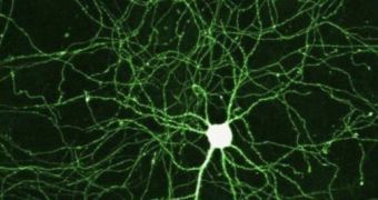 Brain Chemistry Revealed with Special Cells