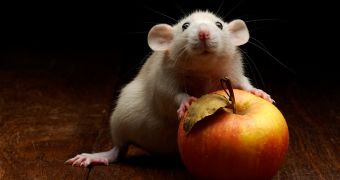 Scientists toy with brain circuit in mice's brains, get the animals to overeat
