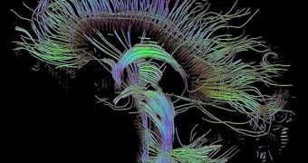 The human brain can easily adapt to controlling artificial devices