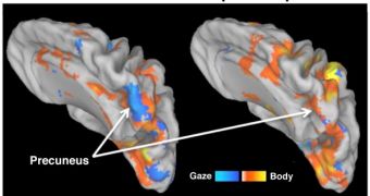 Brain maps above are represented by color code. Visually-defined targets of reach are defined by a gaze-centered map. Reach directed toward unseen body locations, using the proprioceptive sense, uses a mental body map.