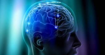 Brain anatomy argued to influence risk-taking behavior
