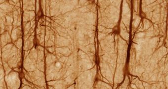 Synapses between memory neurons are strengthened most at specific neural frequencies