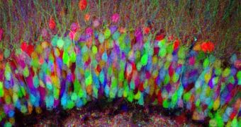 Brainbow image in the hippocampus of a transgenic mouse