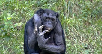 Bonobos and chimps approach things differently due to different brain structures, experts say