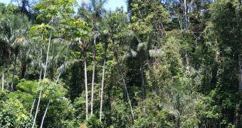 Brazil Adopts New Controversial Forest Regulations