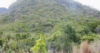 Image showing vegetation specific to the Brazilian Cerrado