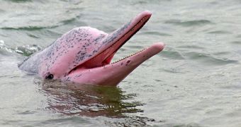 Moratorium on catching catfish expected to benefit pink dolphins in Brazil