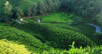 Image showing a beautiful tea plantation