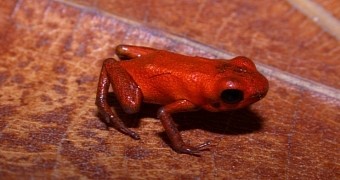 Researchers announce the discovery of a new poison dart frog species in Panama