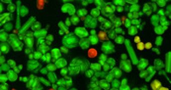 Brightest Synthetic Fluorescent Particles Ever