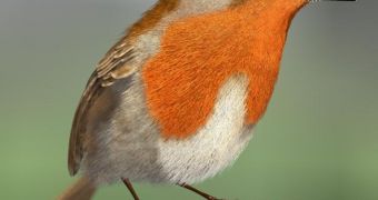 Pleinty of carotenoids on a robin's breast. This is one of the species of the research
