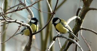 Britain's great tits are threatened by a new strain of avian pox