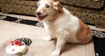 Britain's oldest dog celebrates her 22nd birthday