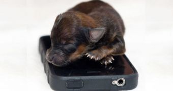 Dog the size of an iPhone is born in Britain