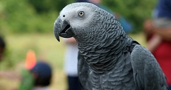 British Parrot Missing for 4 Years Returns Home Talking Spanish
