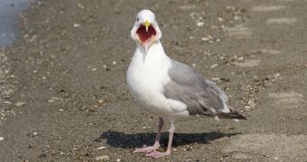 Seagulls in England are getting drunk on flying ants